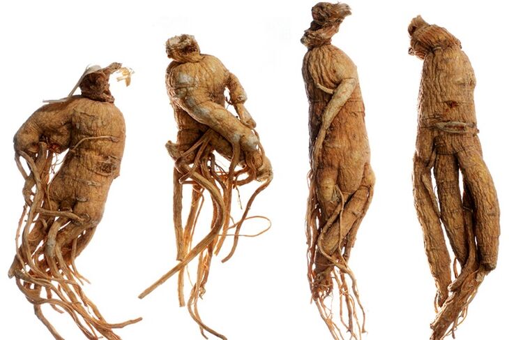 raiz de ginseng para aumentar o pênis